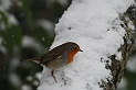 Robin with snow - K